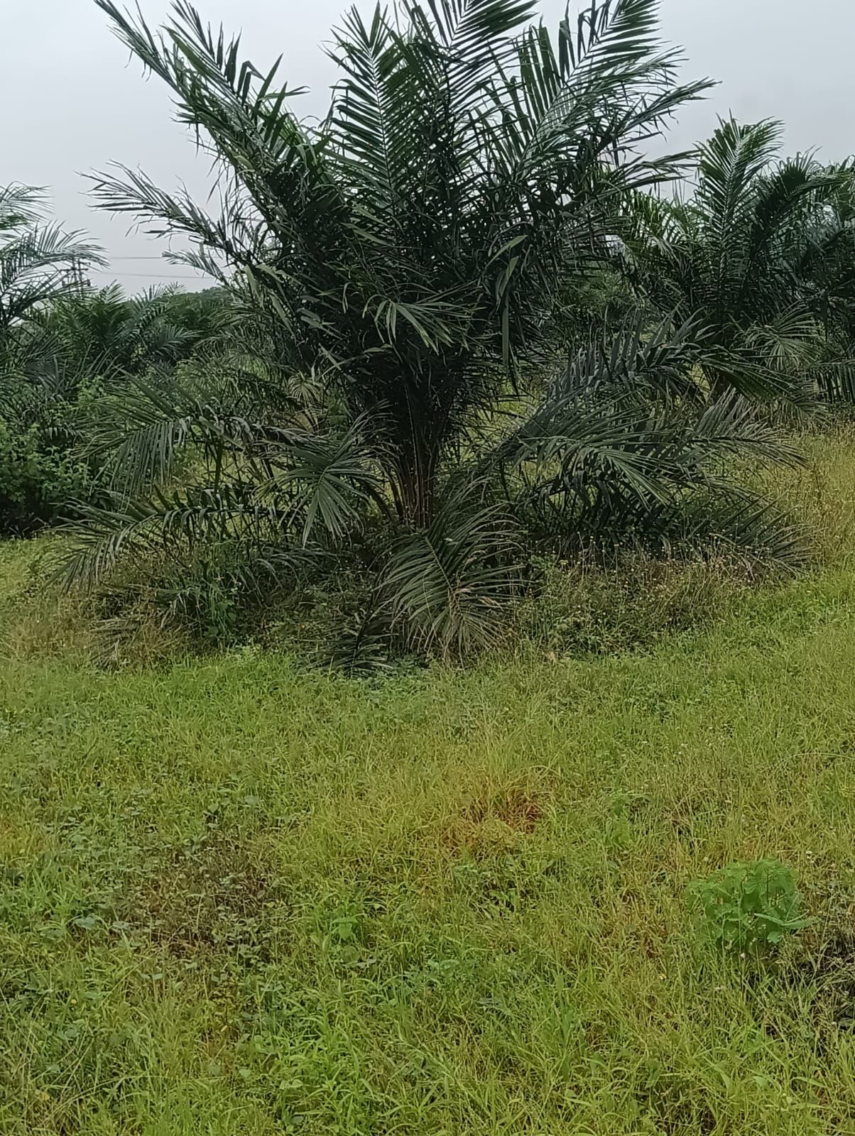 Agricultural land for sale in Chityala