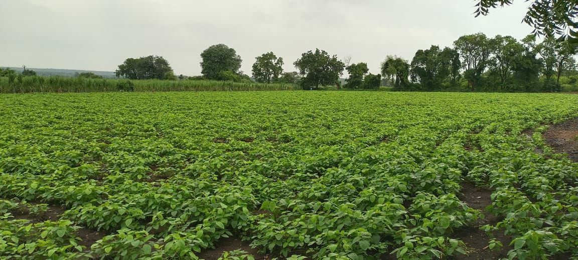 Agricultural land for sale in Zaheerabad