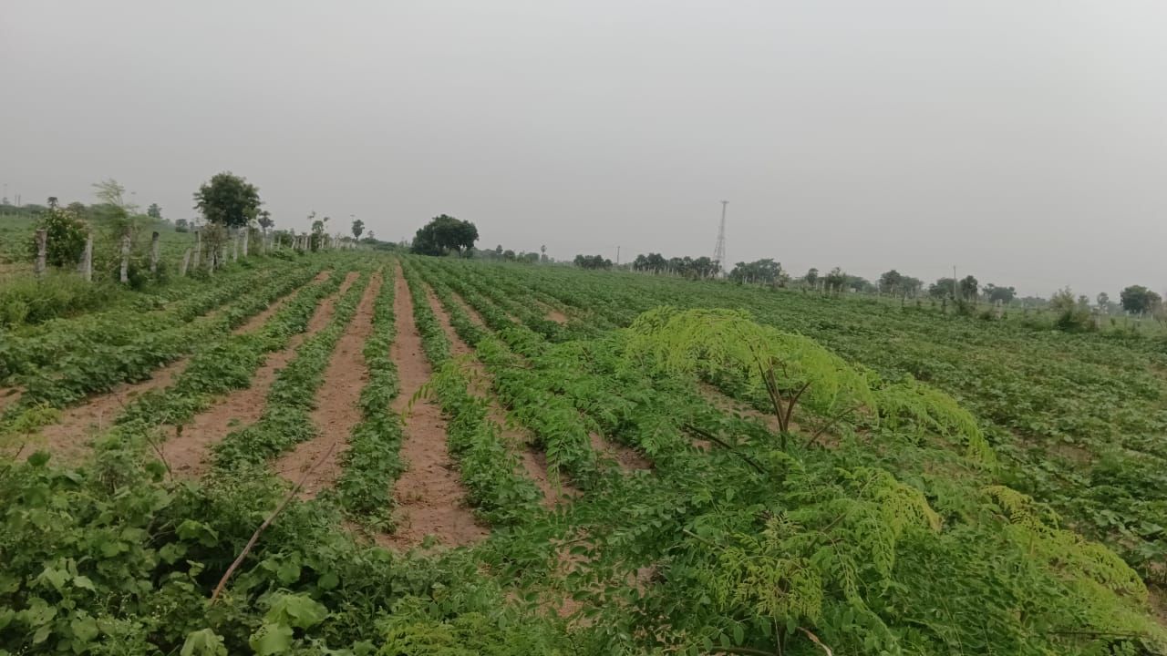 Agricultural land for sale in Panthangi