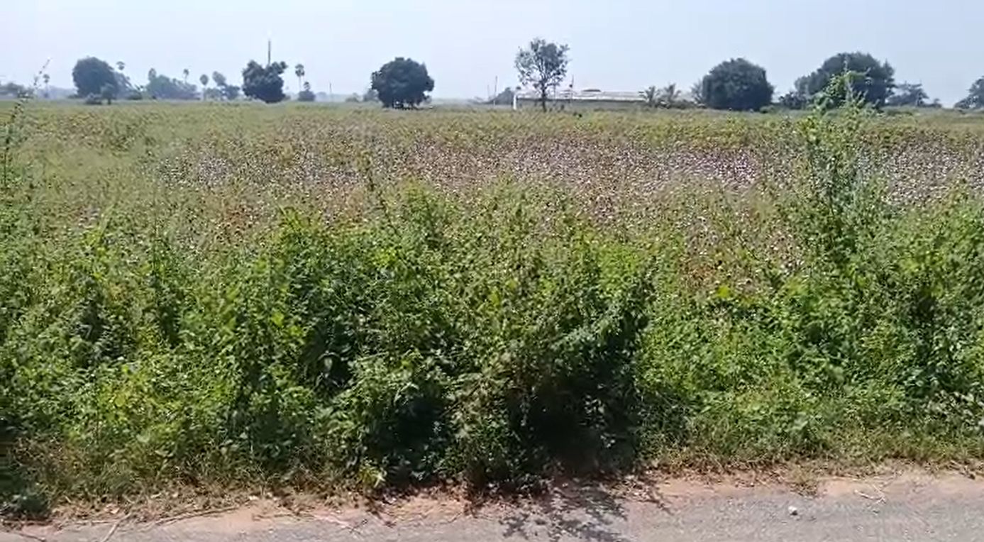 Agricultural land for sale in Medipur