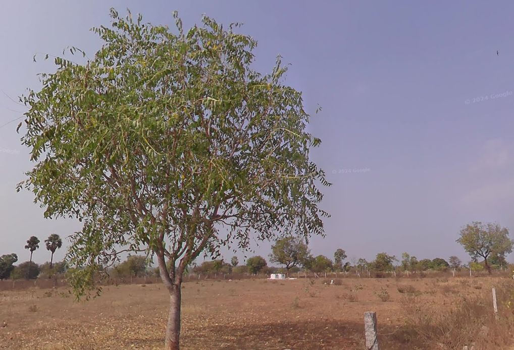 Agricultural land for sale in Chityala