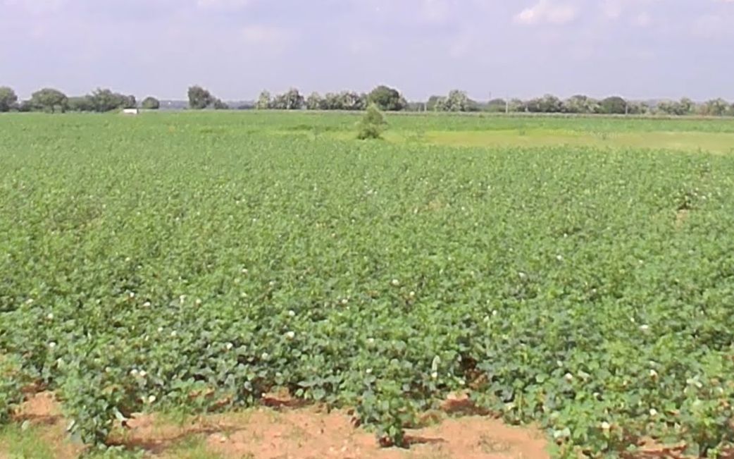 Agricultural land for sale in Subhanpur