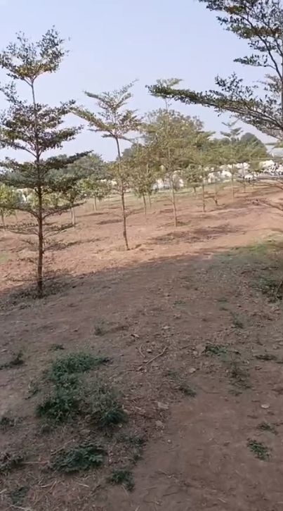 Farm land for sale in Kanakamamidi