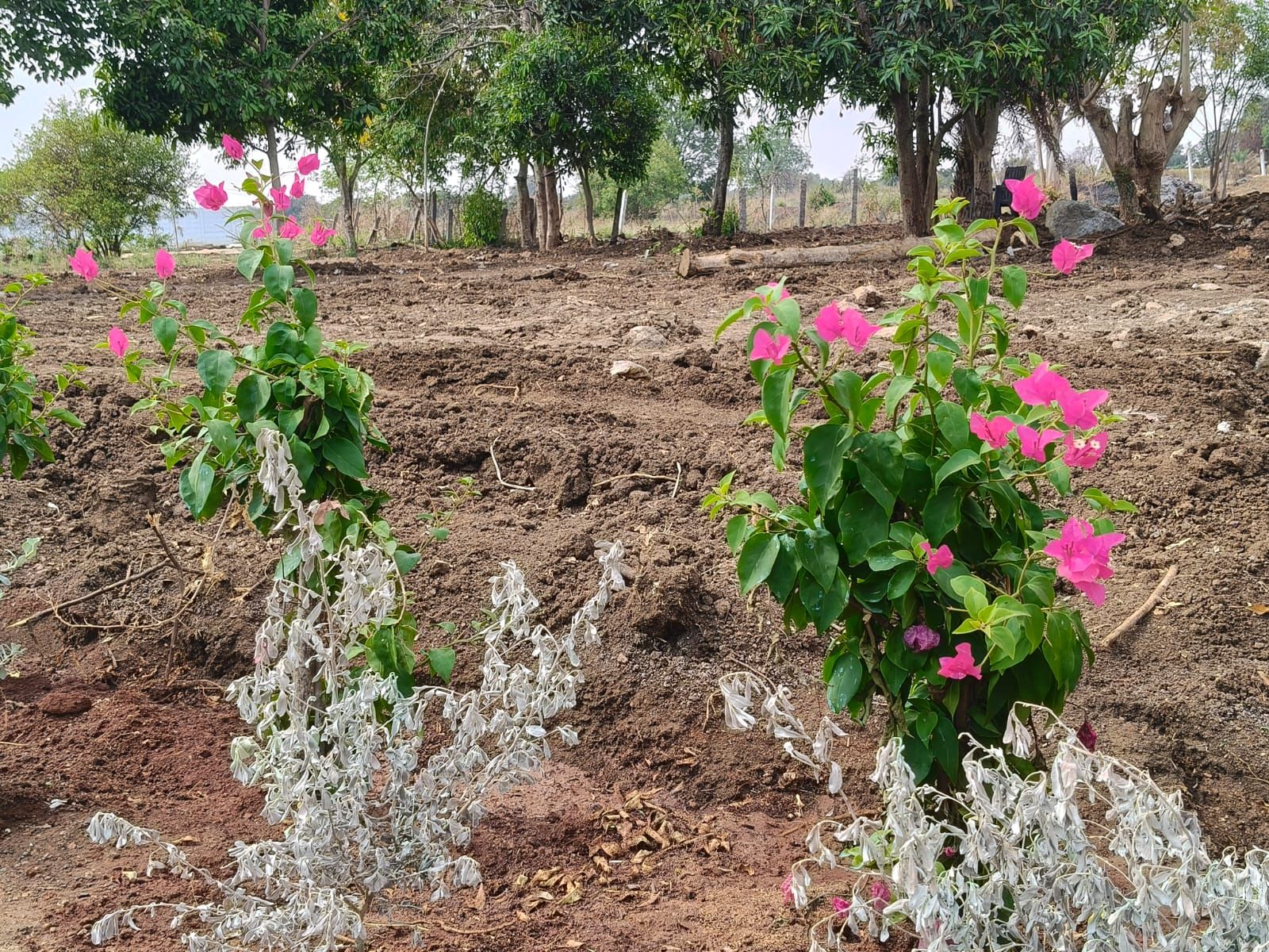 Farm land for sale in Shankarpalle