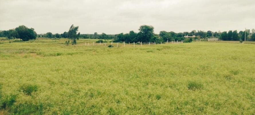 Agricultural land for sale in Chepial