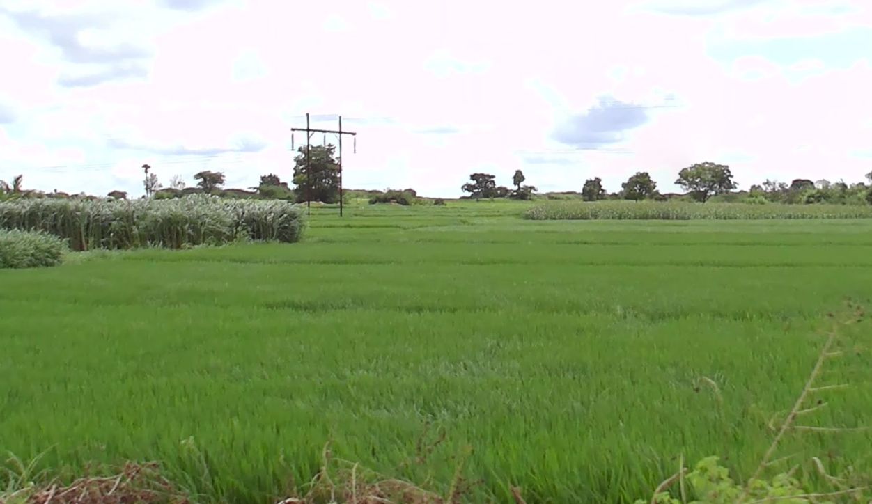 Agricultural land for sale in Penjerla