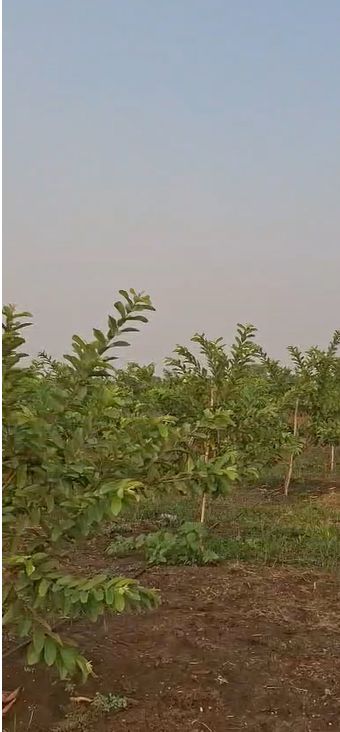 Agricultural land for sale in Pargi