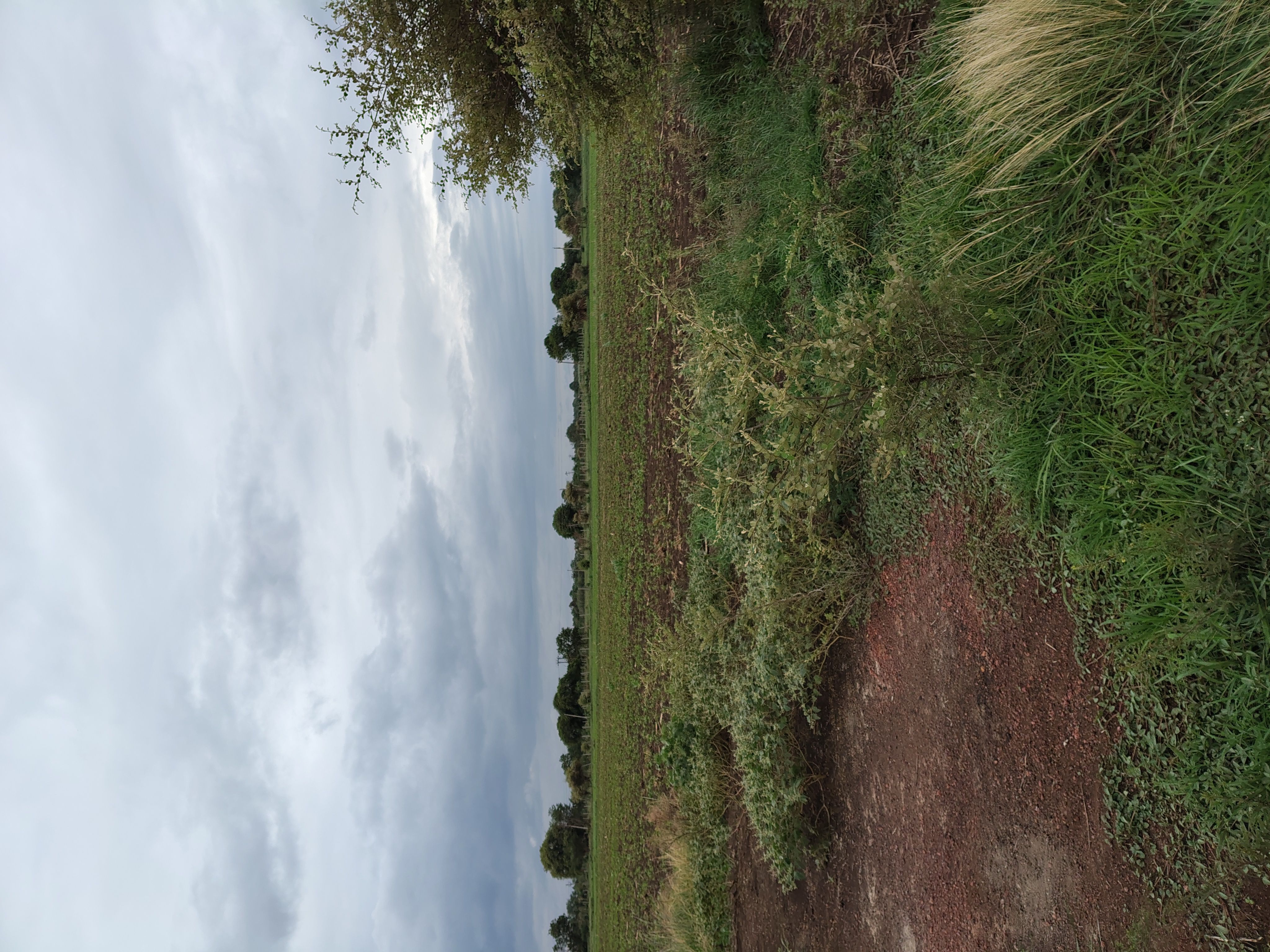 Agricultural land for sale in Zaheerabad