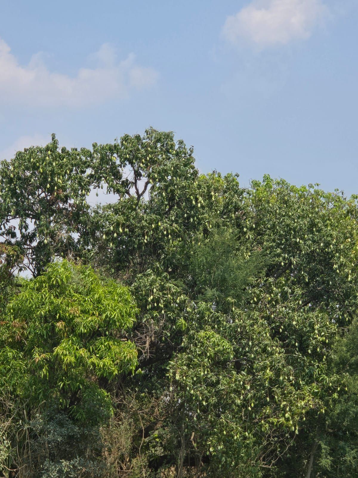 Agricultural land for sale in Vikarabad