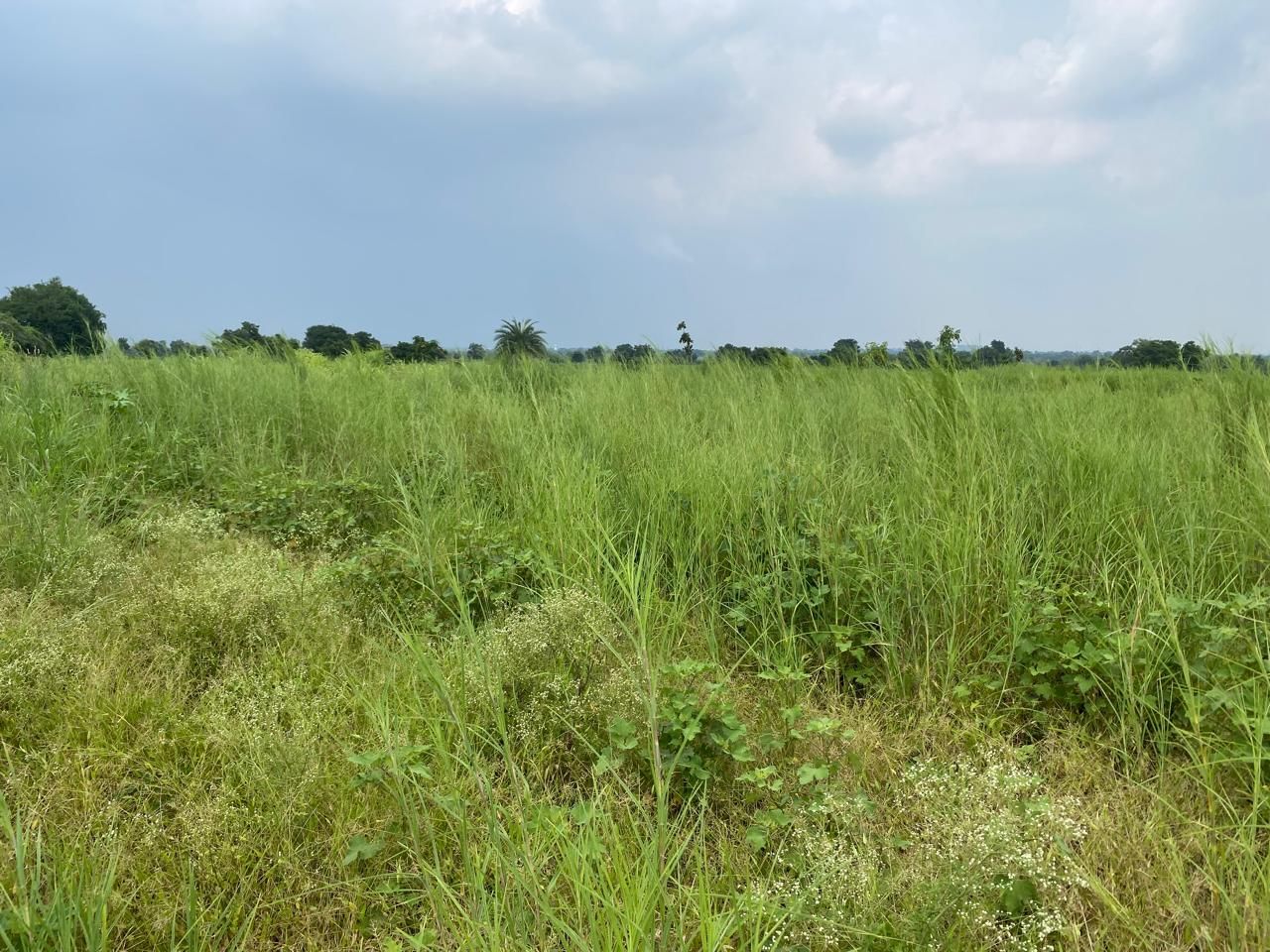 Agricultural land for sale in Madireddipalle