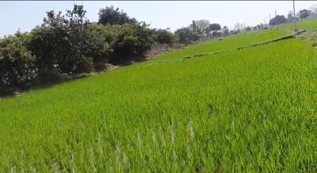 Agricultural land for sale in Narsapur