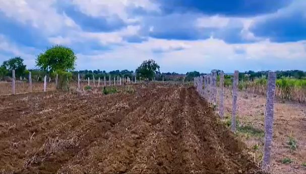 Agricultural land for sale in Tirumalapur